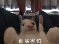 女友拍照文案沙雕，女友拍照文案沙雕搞笑