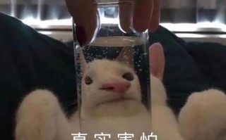 女友拍照文案沙雕，女友拍照文案沙雕搞笑
