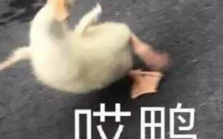 有病沙雕自拍文案，有病沙雕的文案
